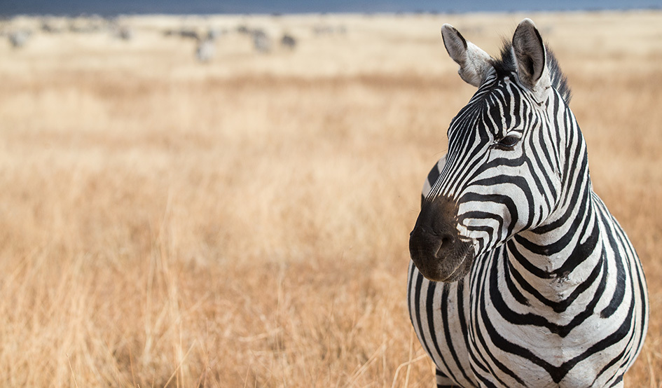 Larger zebra