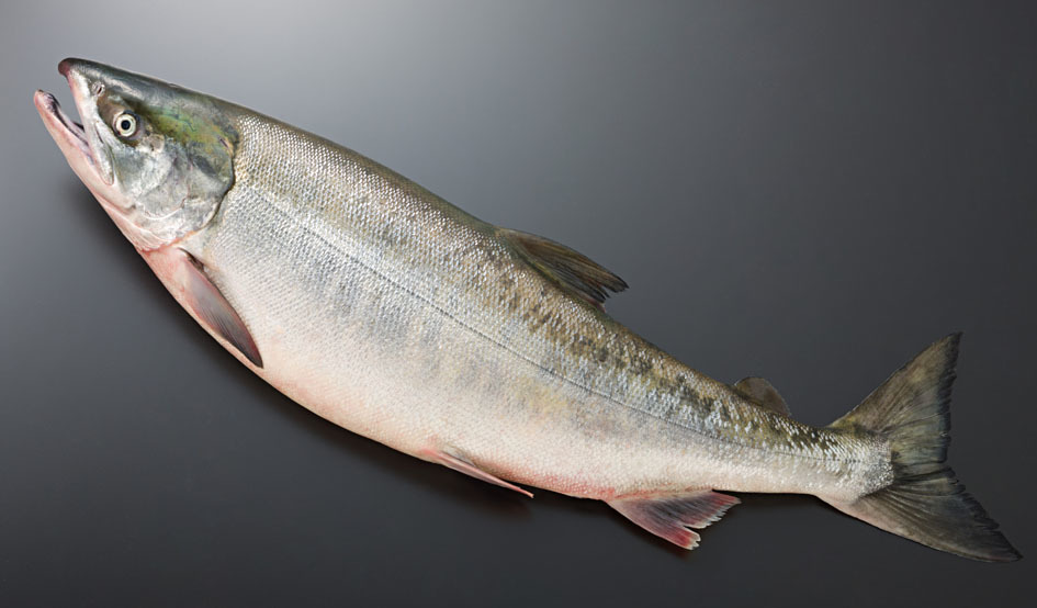 Larger salmon