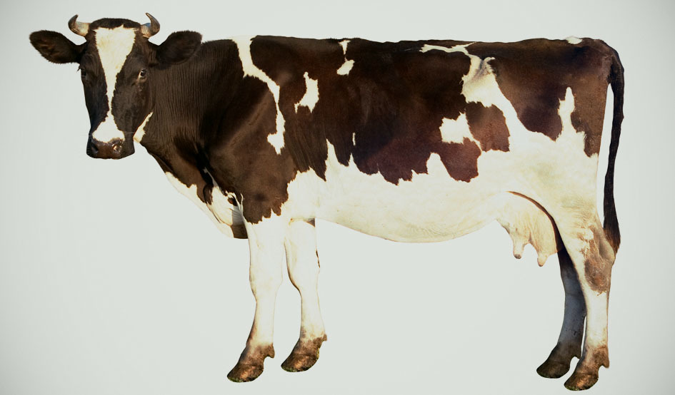 Larger vaca
