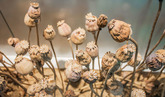 Mini opium