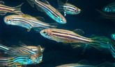 Mini zebrafish