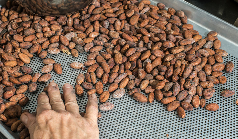 Larger cacao