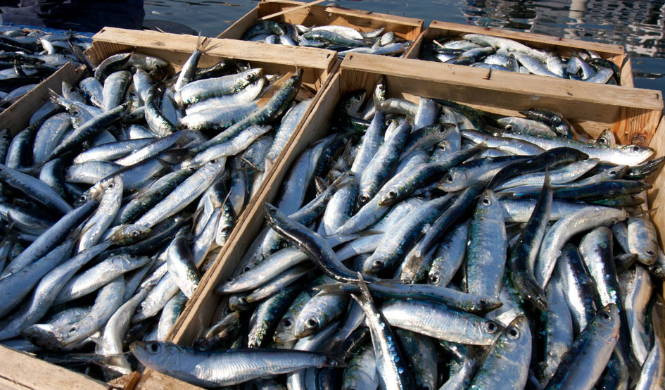 Larger sardina