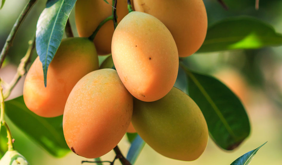 Larger mango