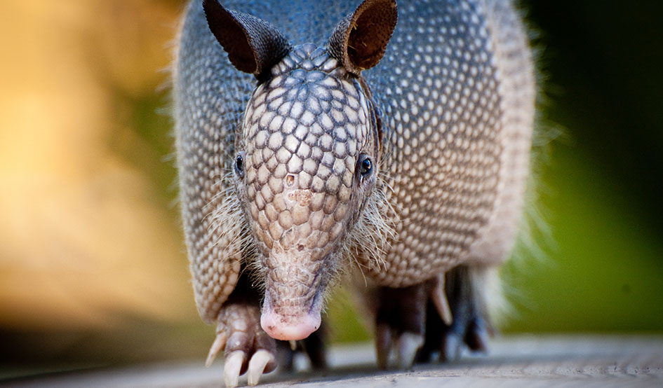 El laberinto del armadillo gigante