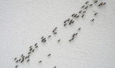 Mini ants