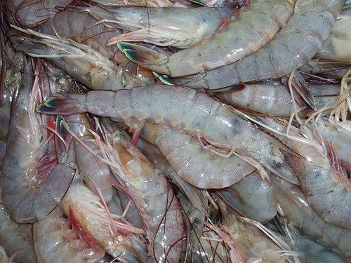 Larger_veta-de-camarones